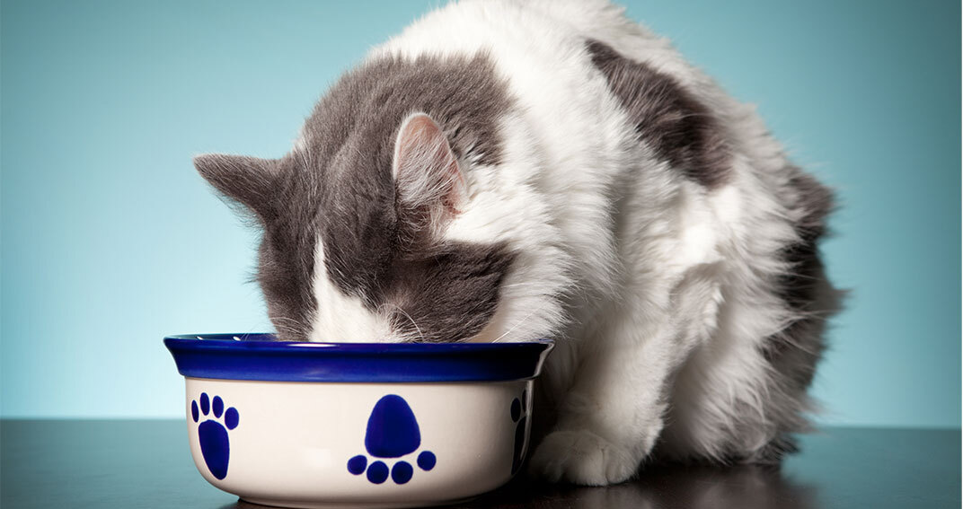 Alimentation et troubles digestifs chez le chat