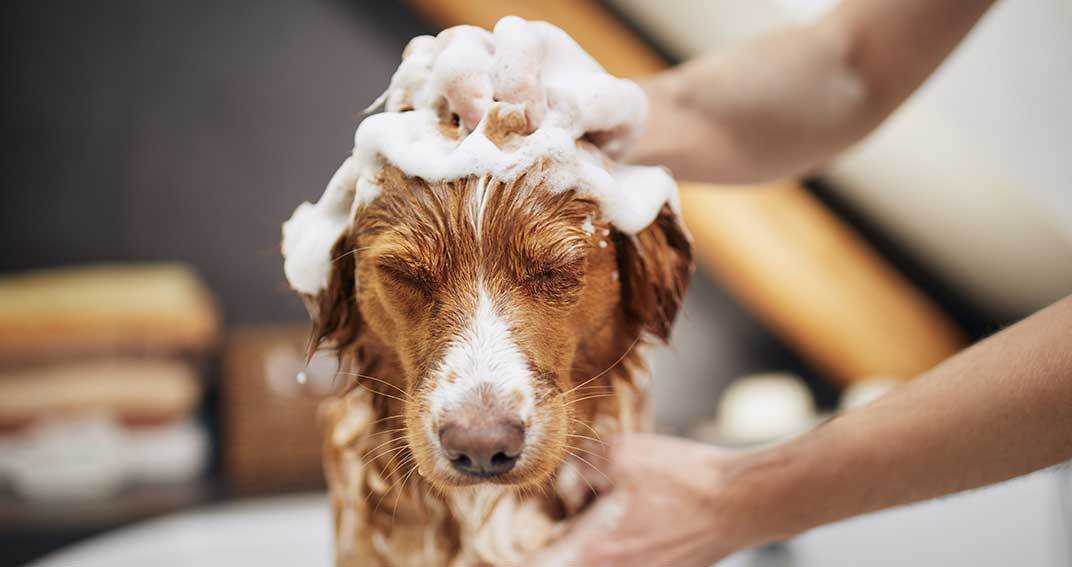 Chien au poil : les soins annexes pour traiter l’atopie