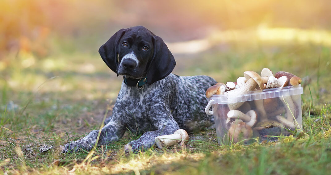 Chiens et champignons : gare aux morilles !