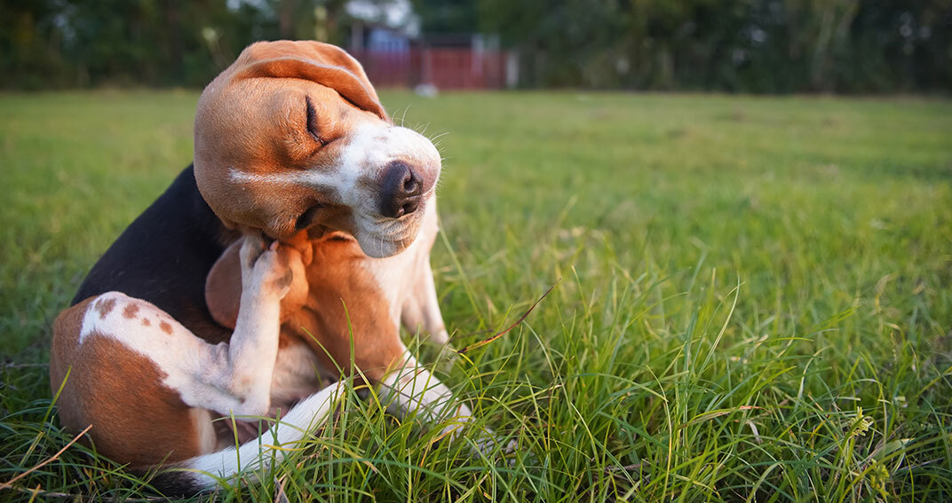 Chiens et chats atopiques : faut-il désensibiliser ?