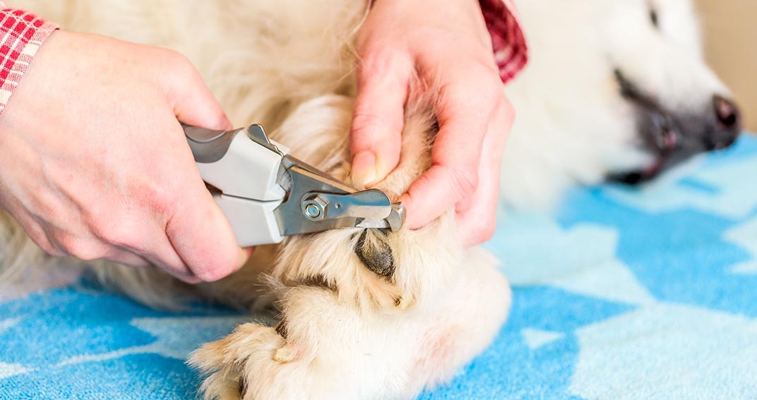 Couper les griffes d’un chien sans stress