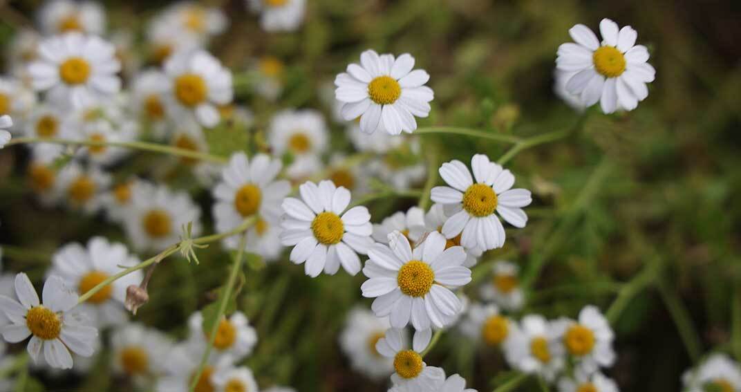 Des plantes médicinales pour la santé des femmes avec Naturactive