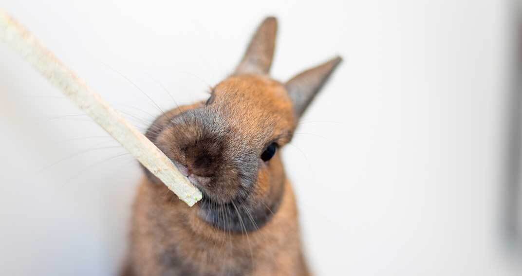 Dois-je limer les dents de mon lapin ?