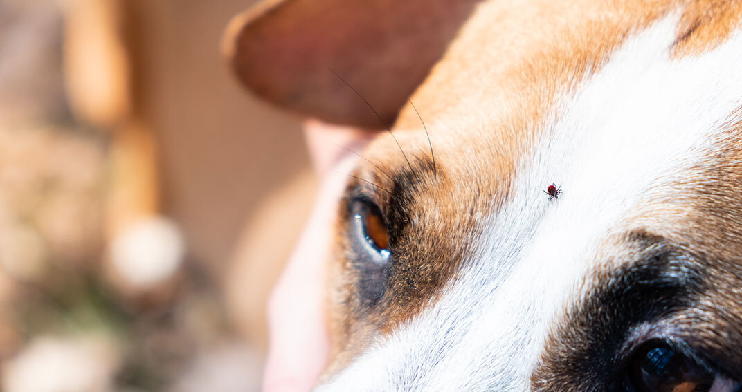 La maladie de Lyme chez les chiens