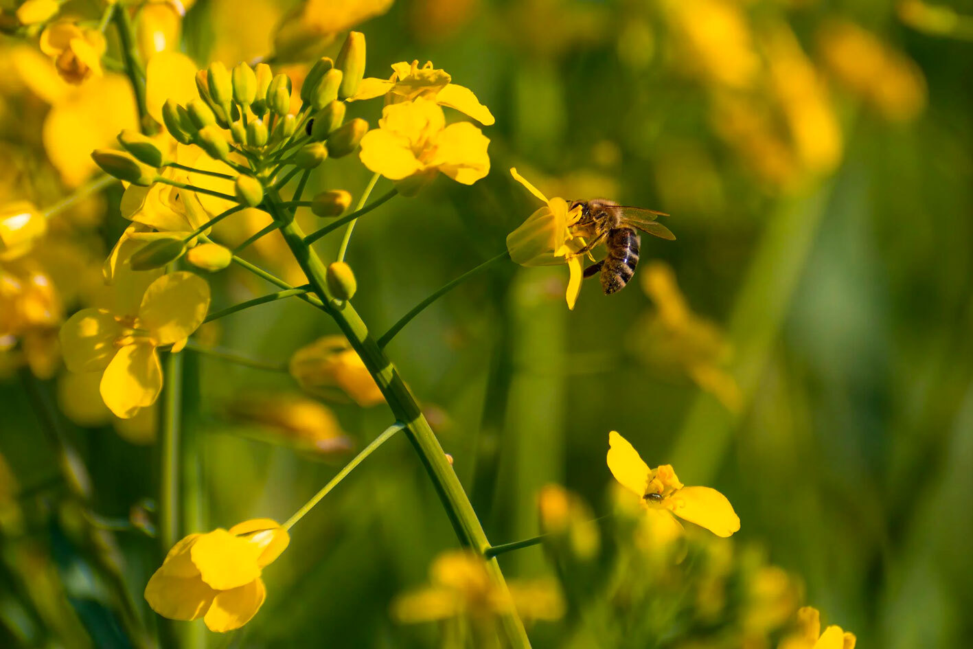 La propolis et le système immunitaire : Comment la propolis peut renforcer les défenses naturelles