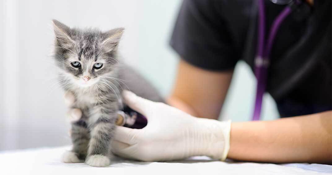 La stérilisation précoce des chatons