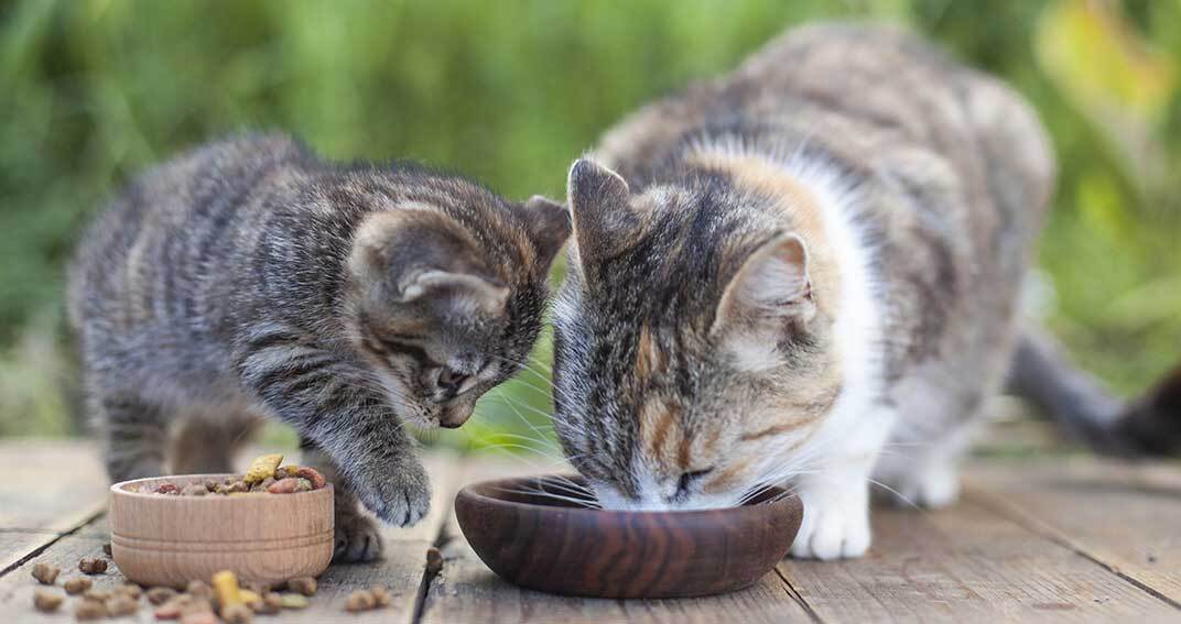 Les chats préfèrent les protéines