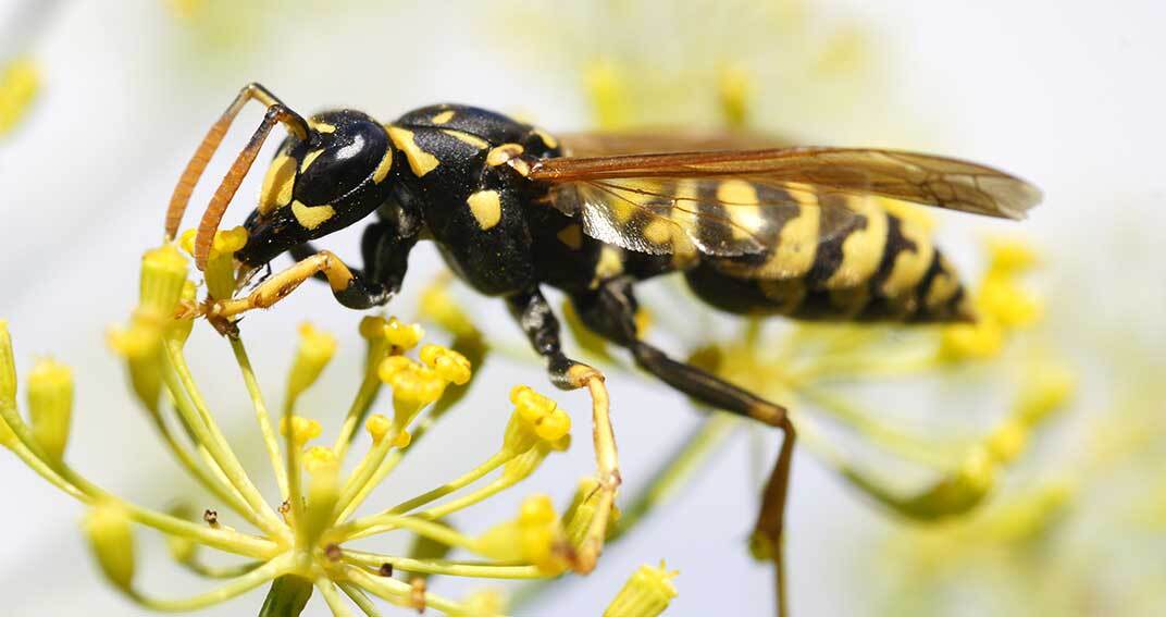 Les indispensables contre les piqûres de guêpes et d’abeilles