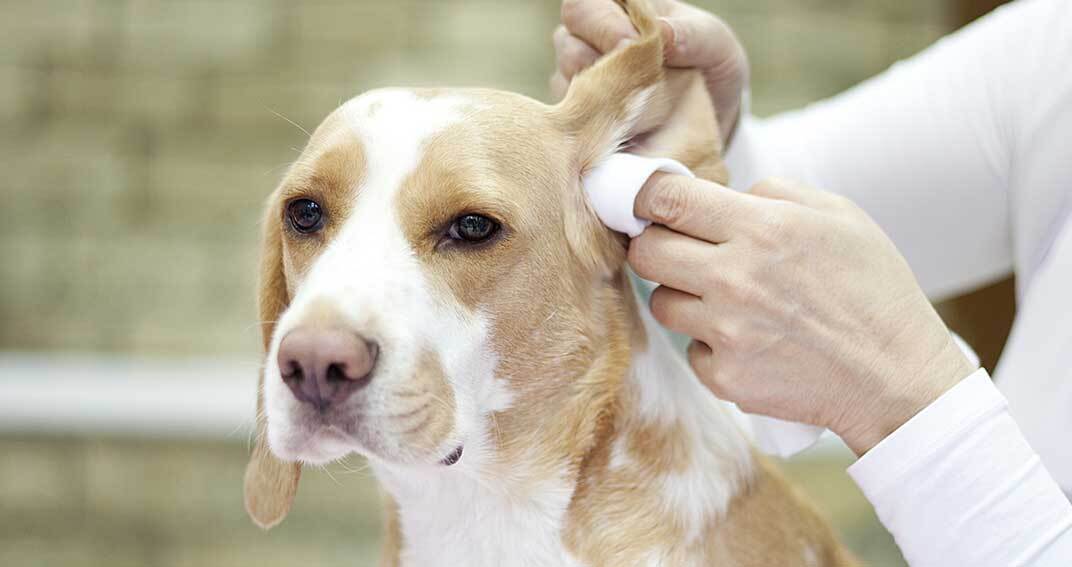 Les indispensables pour éviter les affections auriculaires du chien