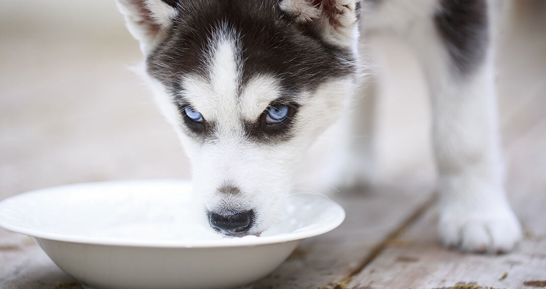 Les indispensables pour éviter que mon chien ne soit constipé