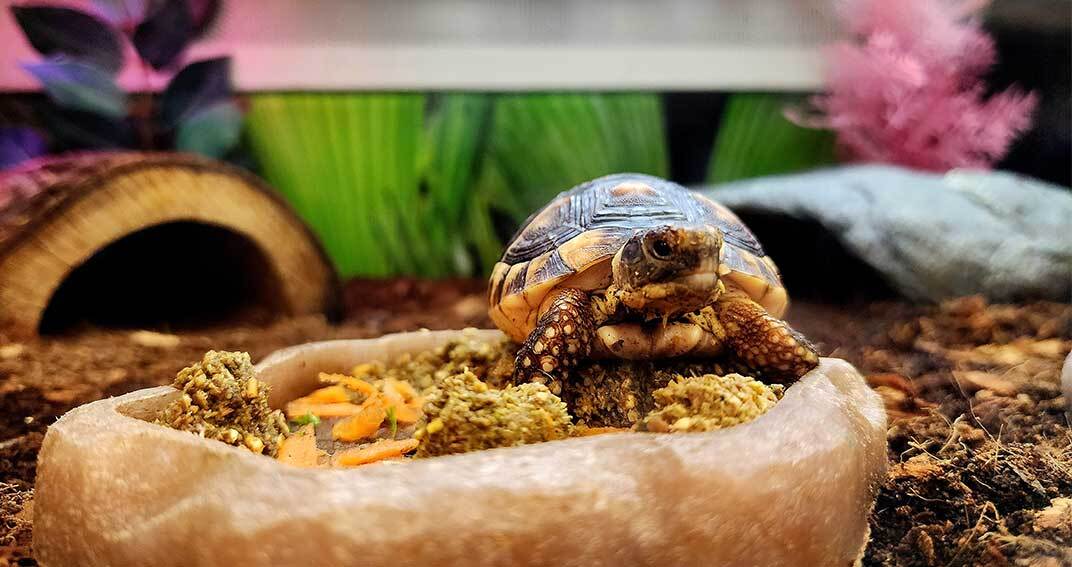 Les indispensables pour l’habitat de la tortue
