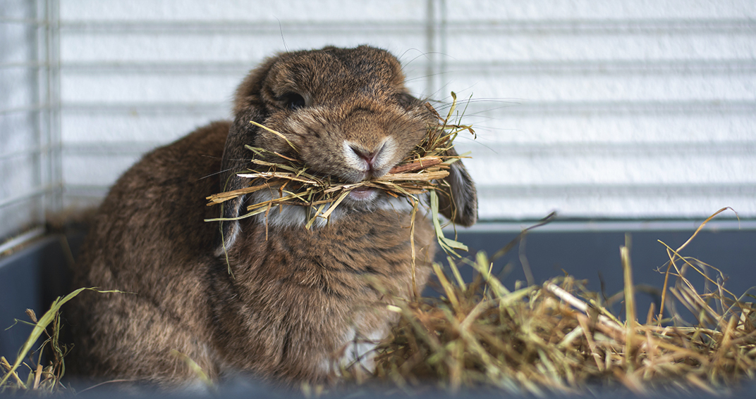 Les problèmes dentaires chez les lapins