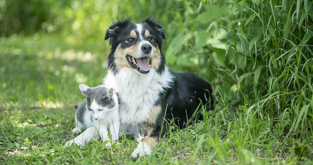 Les vers du chien et du chat : les plus fréquents sont…