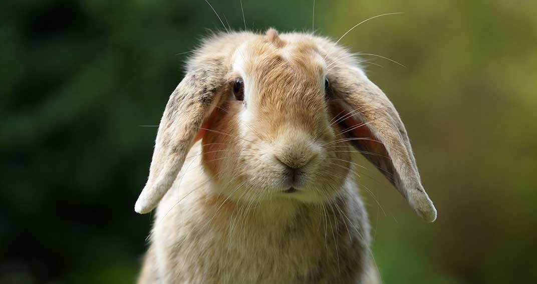 Les yeux du lapin bélier : attention, fragiles !