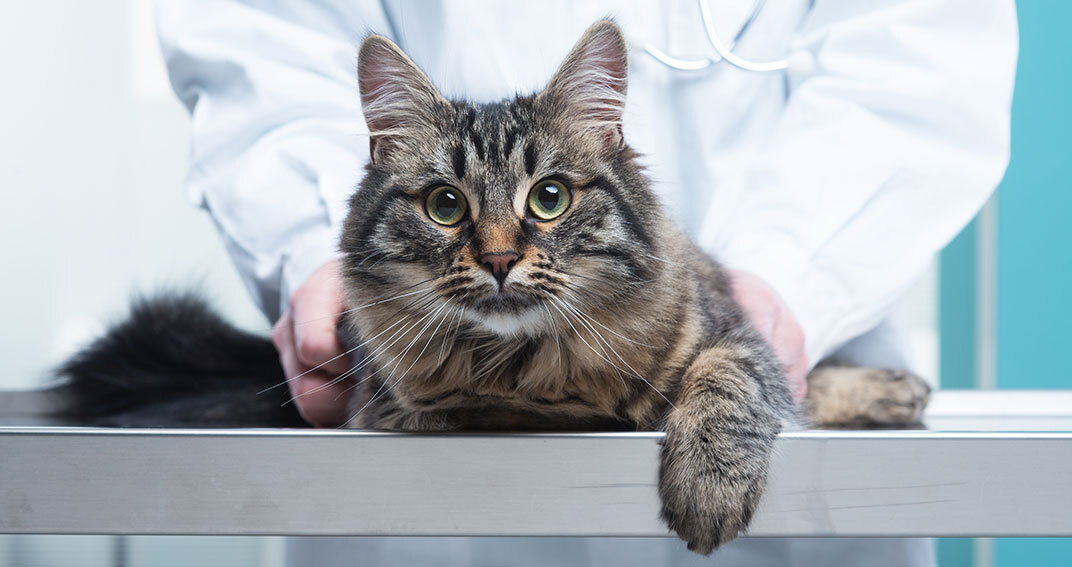 Médicalisation du chat : peut mieux faire