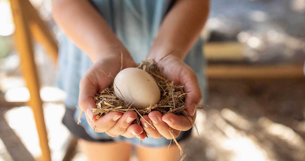 Peut-on manger les œufs de ses poules ?