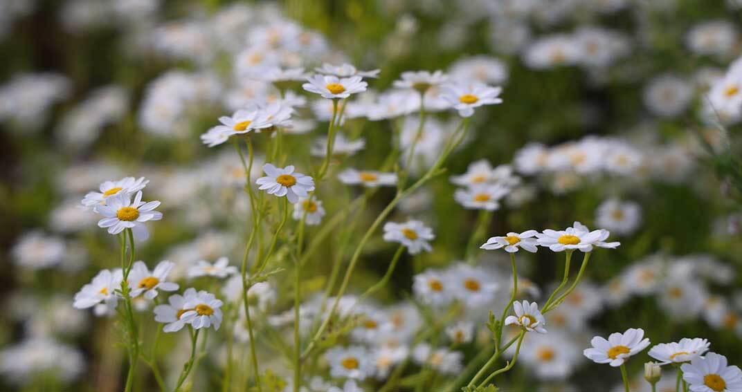 Soulager les maux de tête grâce aux plantes