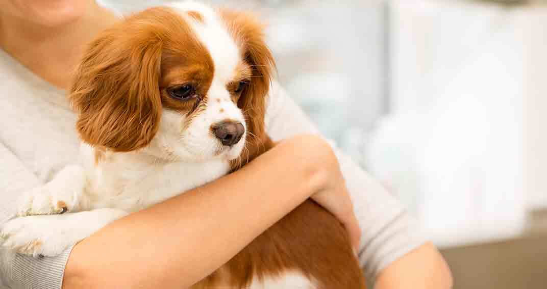 Stérilisation d’une chienne : existe-t-il un âge idéal ?
