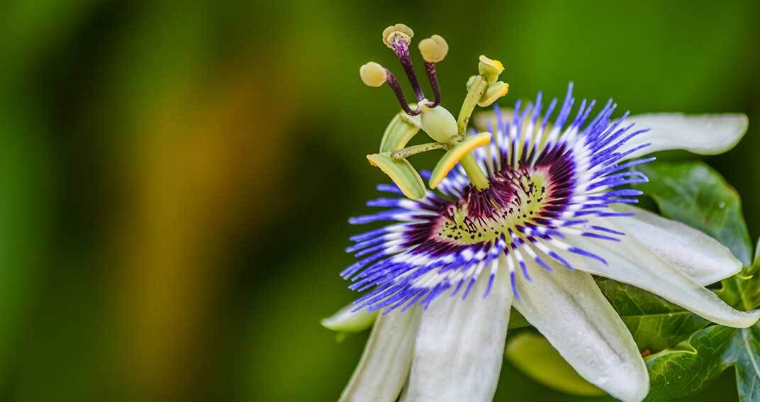 Stress : la passiflore en renfort