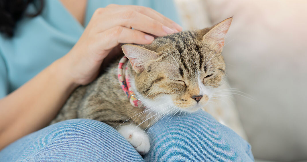 Trois solutions contre l'allergie aux chats 