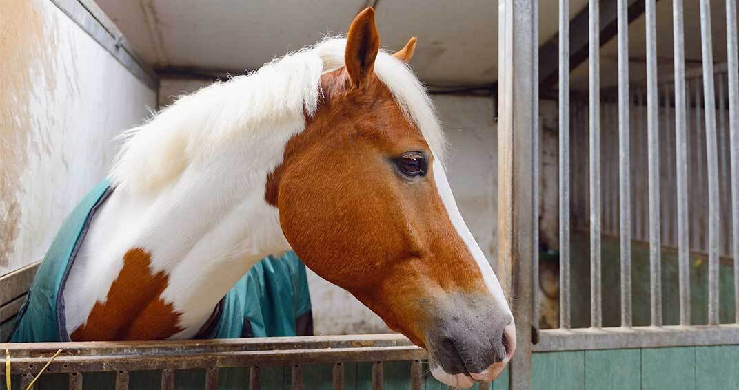 Un cheval en quarantaine