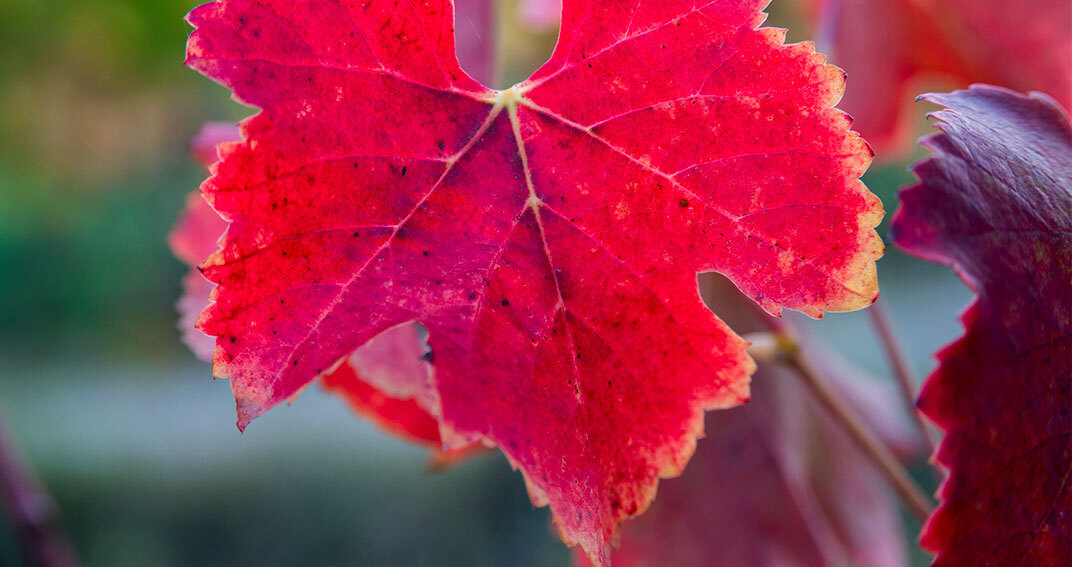 Vigne rouge pour jambes lourdes